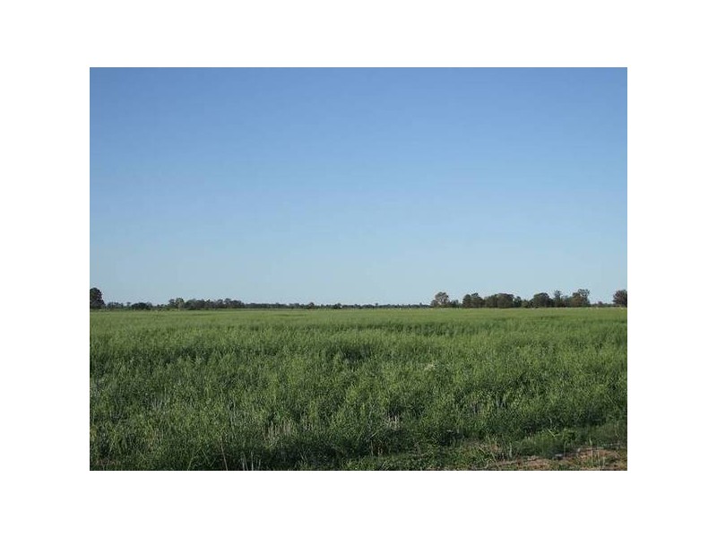 * Scudamores Road, Goondiwindi QLD 4390