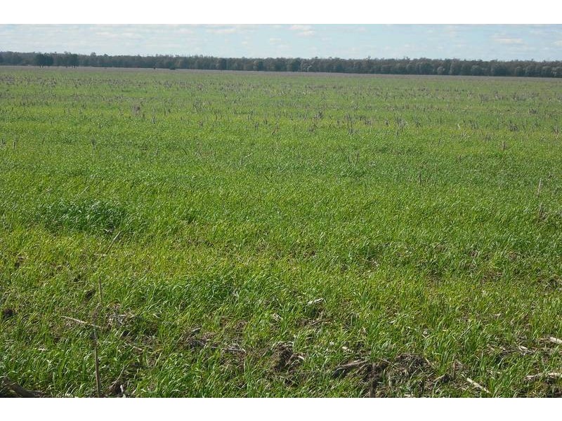 Goondiwindi QLD 4390