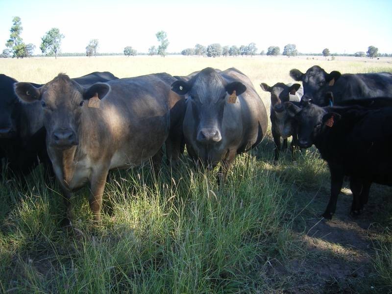 Goondiwindi QLD 4390