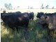 Goondiwindi QLD 4390
