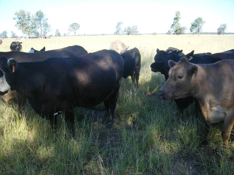 Goondiwindi QLD 4390
