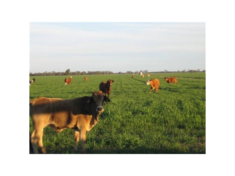 Goondiwindi QLD 4390