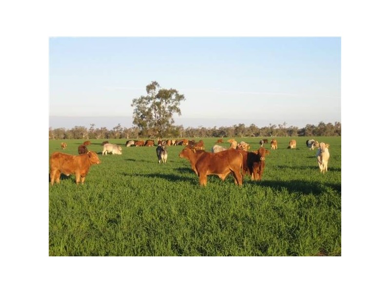 Goondiwindi QLD 4390