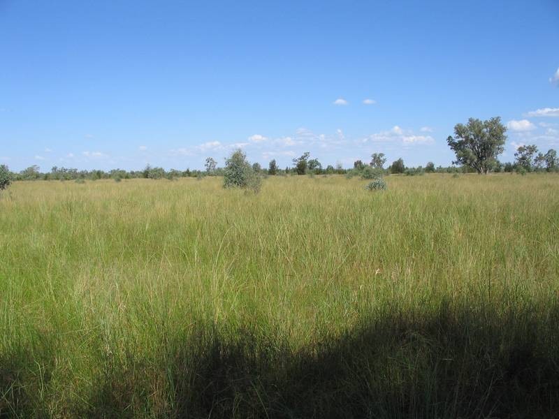 * Goodar, Goondiwindi QLD 4390