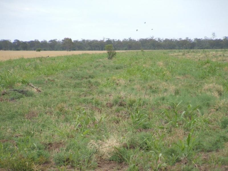 . ., Talwood QLD 4496