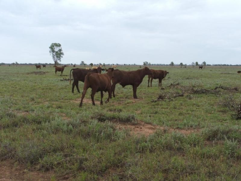 . ., Talwood QLD 4496