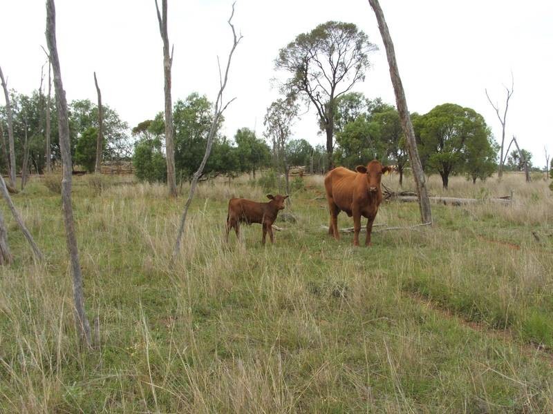 . ., Talwood QLD 4496