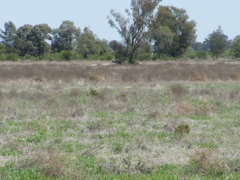 Goondiwindi QLD 4390
