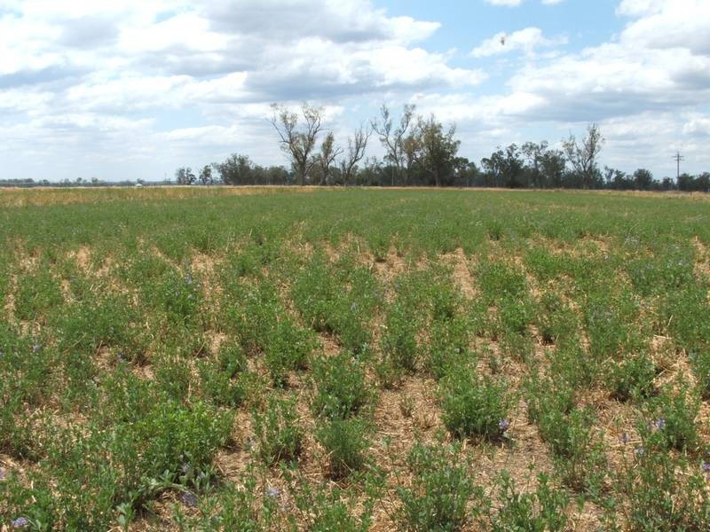 Goondiwindi QLD 4390