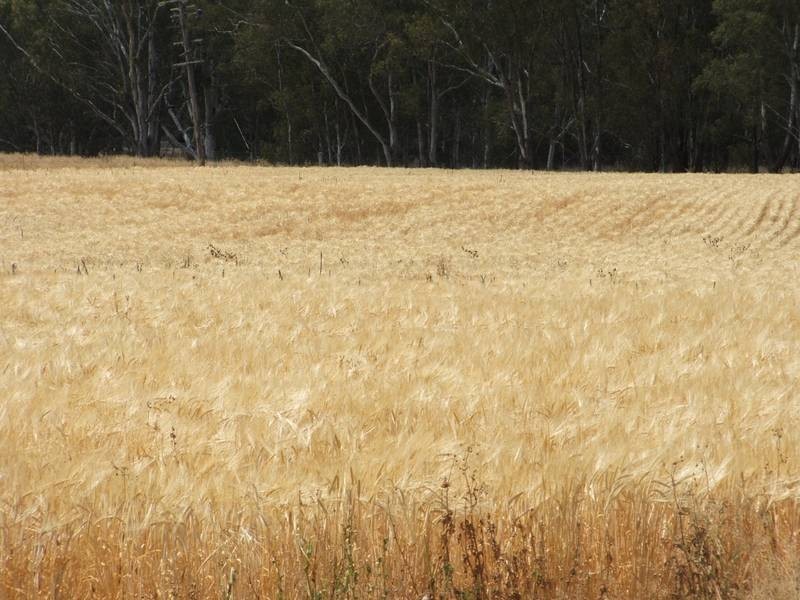 Goondiwindi QLD 4390
