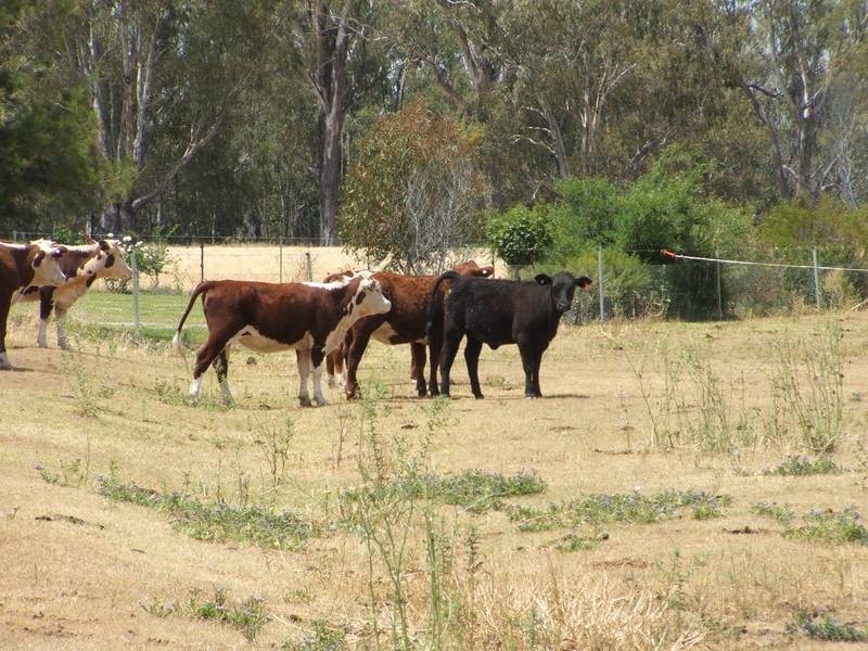 Goondiwindi QLD 4390