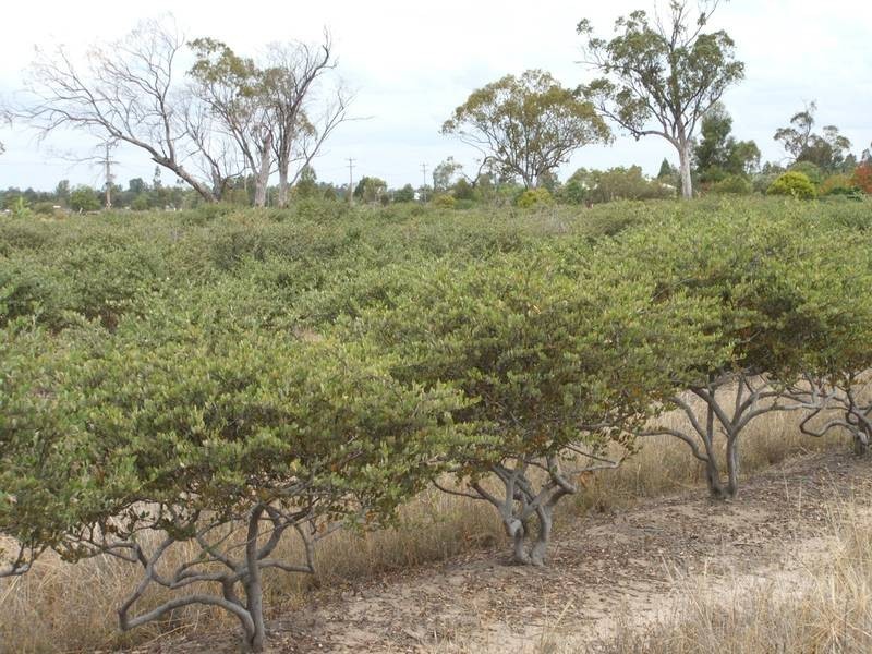 Goondiwindi QLD 4390