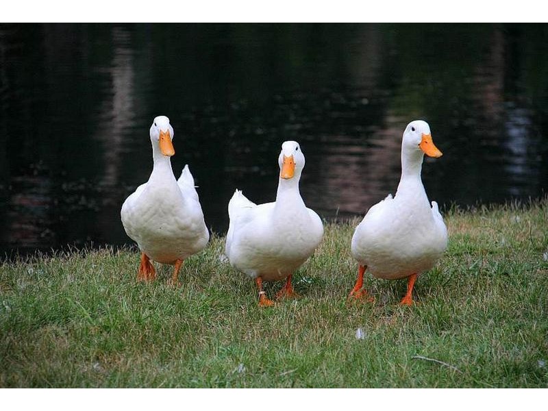 1 Tali Karng Close, Rowville VIC 3178