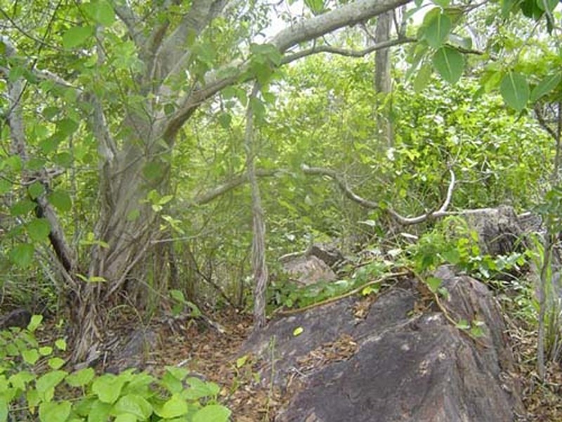 Lot 13, 565 Litchfield Park Road, Batchelor NT 0845