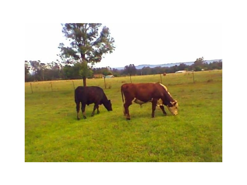 585 Pheasants Nest Road, Pheasants Nest NSW 2574