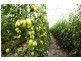 304 Pheasants Nest Road, Pheasants Nest NSW 2574