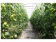 304 Pheasants Nest Road, Pheasants Nest NSW 2574