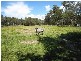 155 Oaks Road, Thirlmere NSW 2572