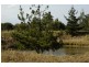 270 Arina Rd, Bargo NSW 2574