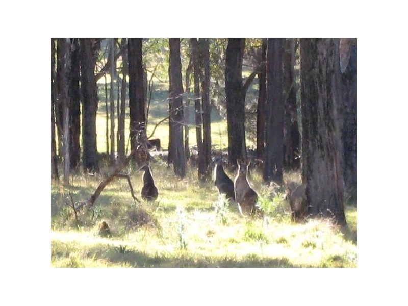 1D Orange Road, Buxton NSW 2571