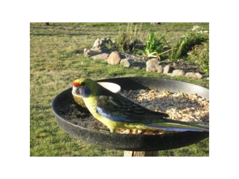 50 New Country Marsh Road, Levendale TAS 7120