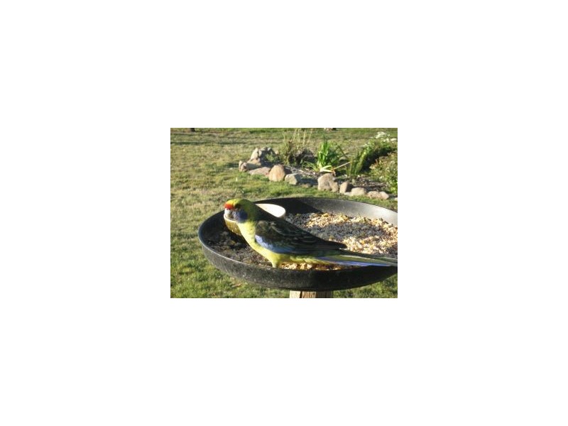 50 New Country Marsh Road, Levendale TAS 7120