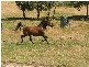 1189 Native Corners Road, Campania TAS 7026