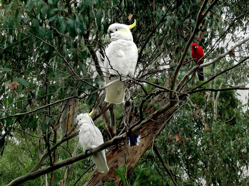 46 High Road, Halls Gap VIC 3381