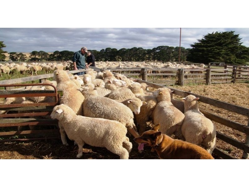 122 Cemetery Road & Glenelg Highway, Wickliffe VIC 3379