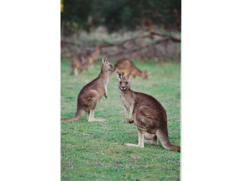 2 Mount Zero Road, Halls Gap VIC 3381