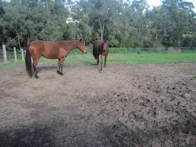 92 Government Road, Weston NSW 2326