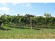 37 Cnr Oakey Creek Road And Mount View Road, Pokolbin NSW 2320