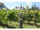 37 Cnr Oakey Creek Road And Mount View Road, Pokolbin NSW 2320