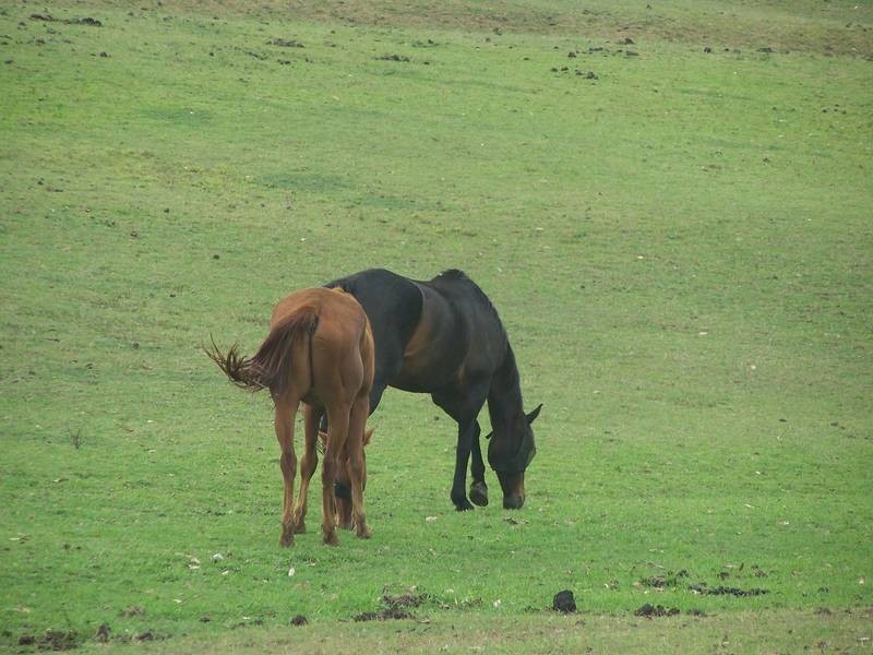 4 Avery’s Lane, Heddon Greta NSW 2321