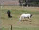 4 Avery’s Lane, Heddon Greta NSW 2321