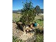 39 Walmsley Street, Millfield NSW 2325
