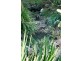 Wongawallan QLD 4210