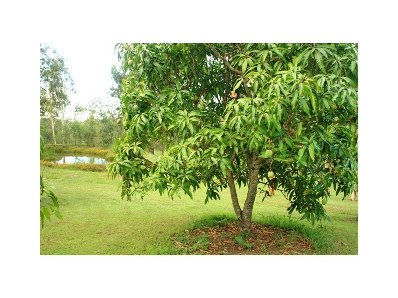 265 Tamborine Mountain Road, Tamborine QLD 4270