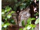 North Tamborine QLD 4272