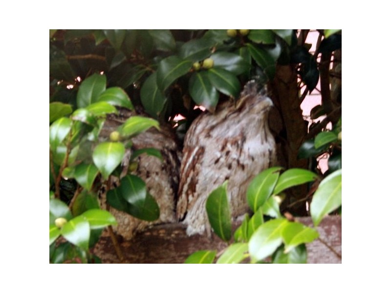 North Tamborine QLD 4272