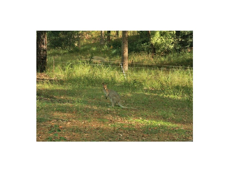 45 Murray Grey Drive, Tamborine QLD 4270