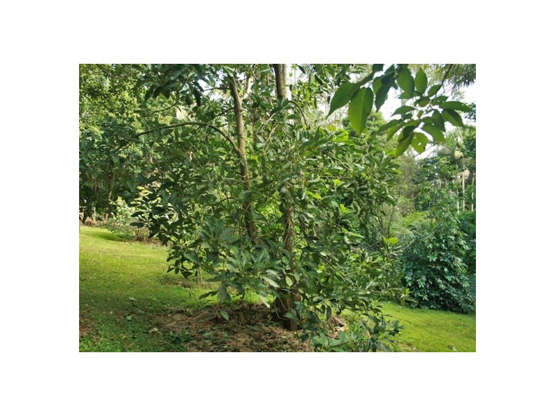 North Tamborine QLD 4272