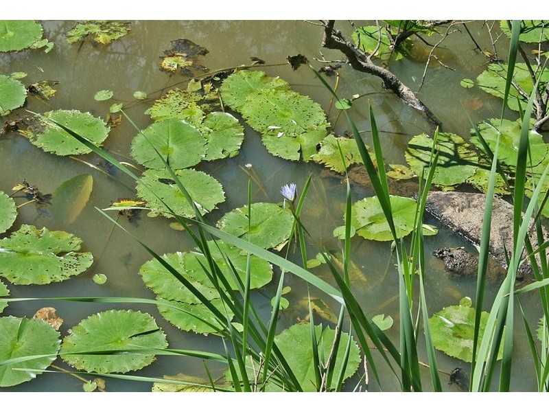 19 Eagles Retreat Place, Eagle Heights QLD 4271