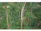 Eagle Heights QLD 4271