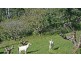 Tamborine Mountain QLD 4272