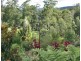 Tamborine Mountain QLD 4272
