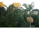 285 MacDonnell Road, Eagle Heights QLD 4271