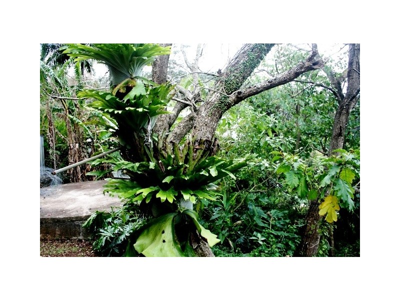 Eagle Heights QLD 4271