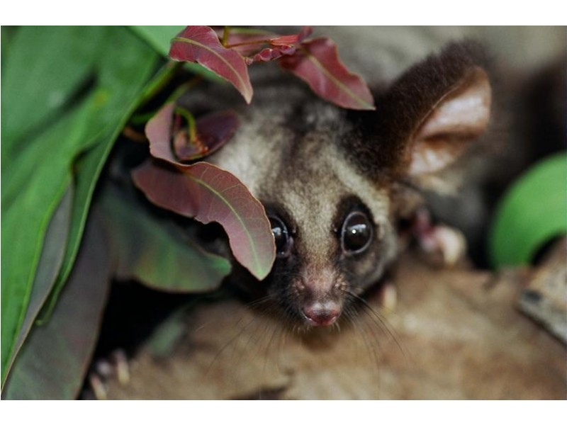 Tamborine Mountain QLD 4272