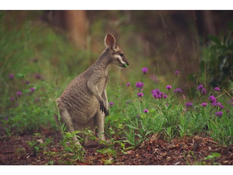 Tamborine Mountain QLD 4272